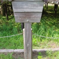 栃木県真岡市、亀山１丁目「太子の笠松」（県指定・とちぎの名木）です！！