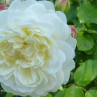 信州上田の初夏･･･国際音楽村･･･バラ園に咲く･･･薔薇、ばら、バラ(5)