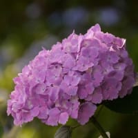 21世紀の森の紫陽花①