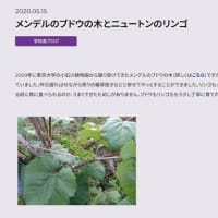 これならワインの可能性も！！　各地に株分け（枝分け）されていたメンデルのブドウ