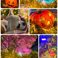 ハロウィンイルミ散歩