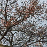 お待たせしました！桜咲く！