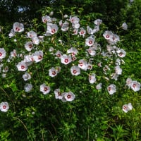 7月5日(土) 初夏の緑