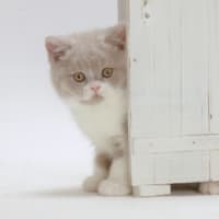 2022 Toyo Fukuda U.F.P Kitten Photo 