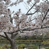 お花見 ２０２５