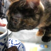 迷い猫④