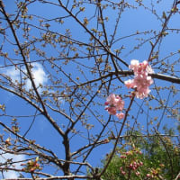 河津桜　　