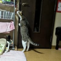 クリンへの想いは尽きなくて・・・309