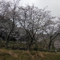 神社山の桜🌸