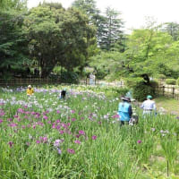 鶴舞公園　あじさいの散歩道