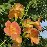 凌霄の花