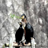今日の鳥