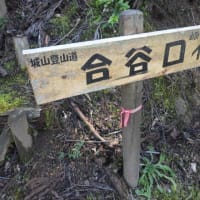 2024年3月27日(水)　[福井]城山(じょうやま、蕗野寺城跡)へカタクリの花をたずねる！