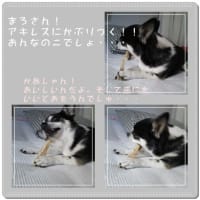 今日のわんこと私