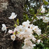 衣笠山公園　満開近く