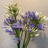 7月１日　　もう７月