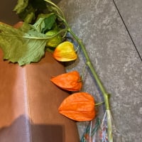 浅草ほおづき市