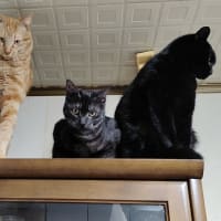 あんことカムカム一緒に行きます♥