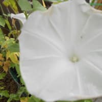 高く伸びたひまわりと大輪の朝顔