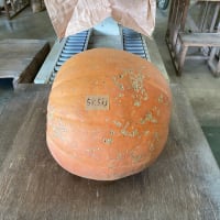 2021ジャンボかぼちゃ選手権開催！！