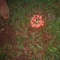 オジンの家の芝桜が咲いています。