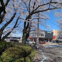 2025年の桜（相模原近辺）