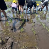 ５月２７日（火）５年生田植え体験
