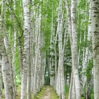 北海道2025夏の帰省旅　前半のハイライト