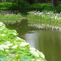 長岡天満宮の花菖蒲