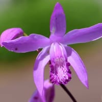 鉢植えの シラン（１）紅紫色と白花