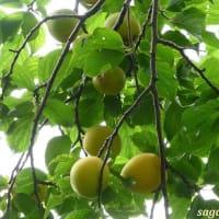 「小田原城」の「梅」が大きな実をつけ始めた！！