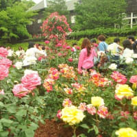 旧古河庭園　春バラフェスティバル