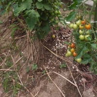 家庭菜園のミニトマト＆キュウリ！