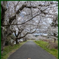 桜の季節のボール投げは・・・