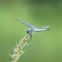 アオサギ