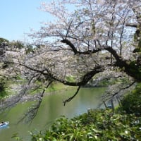 ２０２５年の桜ー千鳥ヶ淵
