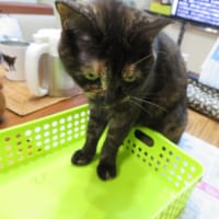 ご近所の力