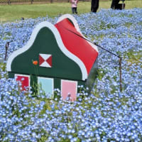笑顔の花びら集まる日に向けて⑦