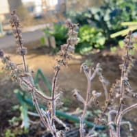 2月のヨーガ教室