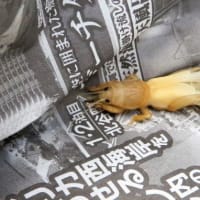 ジャガイモ、豊作