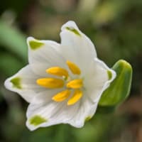小さな小さなお花