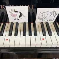 アプリコットちゃん、一人でレッスン🎵