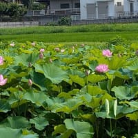 蓮の花は見ごろ　小山田神社と薬師池公園　