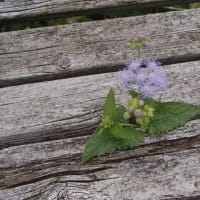 ベンチから覗く可憐なお花