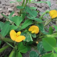落花生（オオマサリ）花が咲き出した。