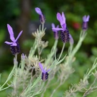 鉢植えの「フレンチラベンダー」