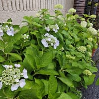 我が家の紫陽花