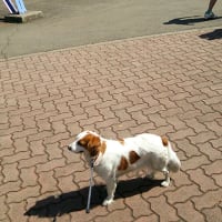としまえんって、犬と一緒に入れたんですね