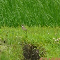 青田風が吹くところで