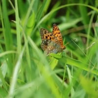 秋吉台に生きるもの